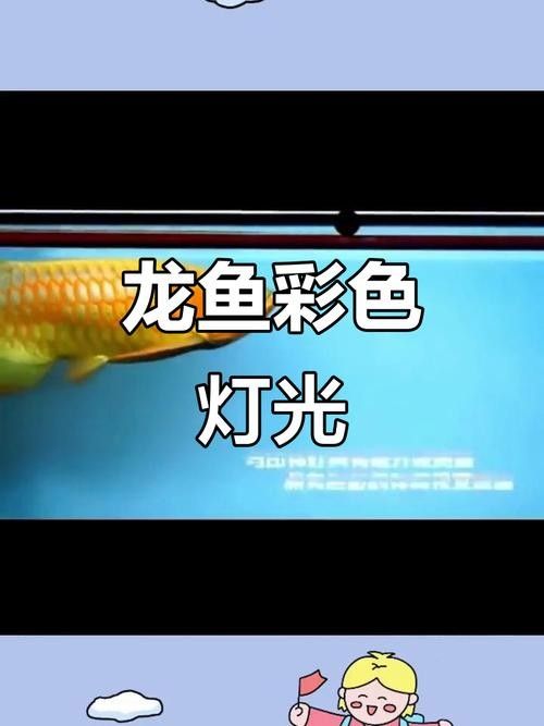 龍魚燈光布置圖：關于龍魚燈光布置的詳細指南