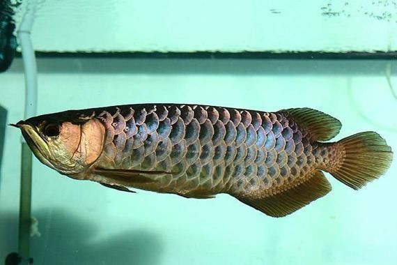 龍魚燈光布置圖：關于龍魚燈光布置的詳細指南