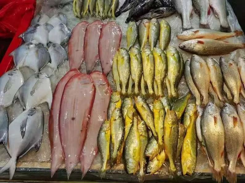 祥龍魚場的口碑如何？，祥龍魚場熱門品種選購指南
