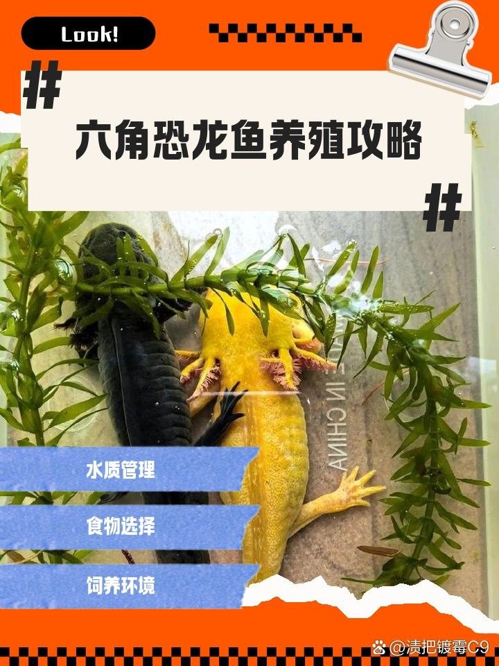 如何拍攝六角恐龍魚的最佳照片：六角恐龍魚專業拍攝建議：沉浸式養六角恐龍魚缸造景全攻略