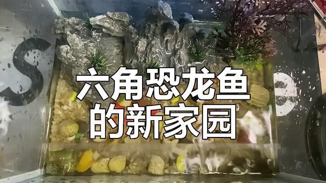 如何拍攝六角恐龍魚的最佳照片：六角恐龍魚專業拍攝建議：沉浸式養六角恐龍魚缸造景全攻略