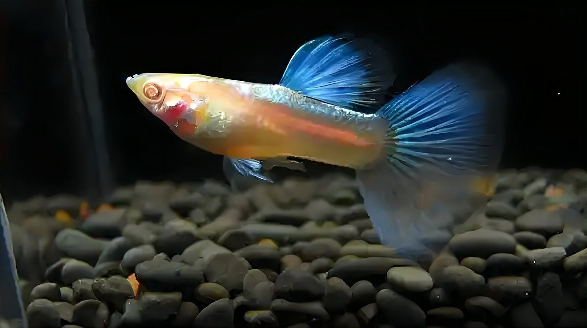 金龍魚幼苗換食后多久喂一次？：金龍魚幼苗換食后多久喂一次