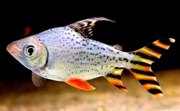 飛鳳魚的價格是多少:飛鳳魚價格因品種、規格和銷售渠道不同而有所差異 龍魚百科 第3張 飛鳳魚的價格是多少:飛鳳魚價格因品種、規格和銷售渠道不同而有所差異 飛鳳魚的價格是多少:飛鳳魚價格因品種、規格和銷售渠道不同而有所差異 龍魚百科 第3張