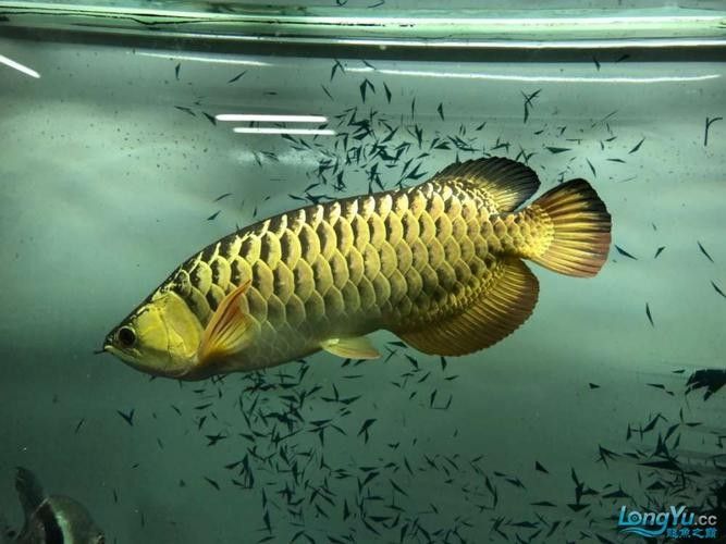 如何判斷武吉美拉龍魚的品相：判斷武吉美拉龍魚的品相需綜合以下關鍵特征與實物對比