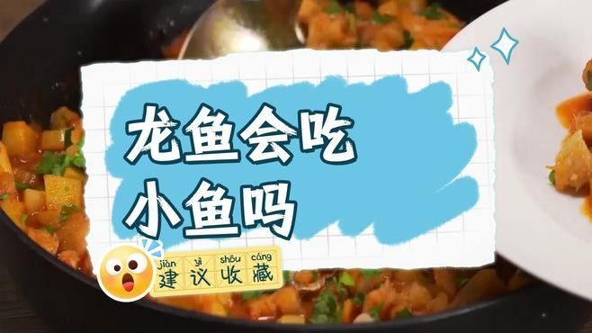 孔雀魚喂龍魚的最佳方法：養龍魚應該注意些什么