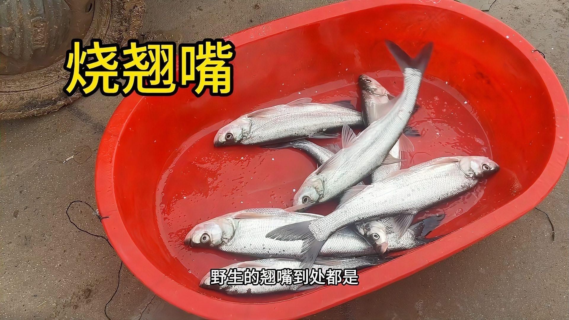 金龍魚和翹嘴魚哪個更好吃？：夏季“翹嘴魚”怎么做好吃
