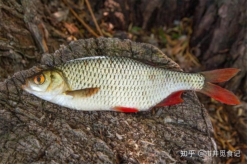 金龍魚和翹嘴魚哪個更好吃？：夏季“翹嘴魚”怎么做好吃