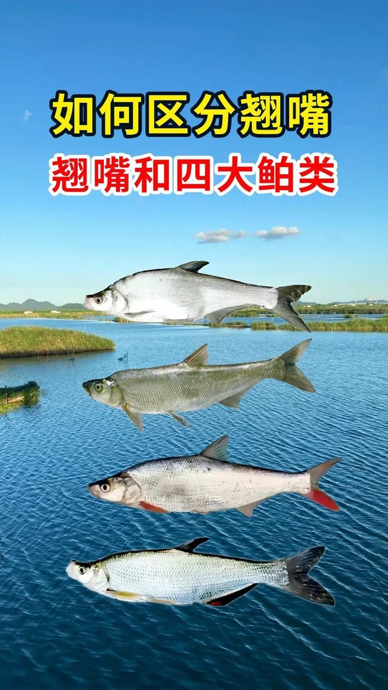 金龍魚和翹嘴魚哪個更好吃？：夏季“翹嘴魚”怎么做好吃