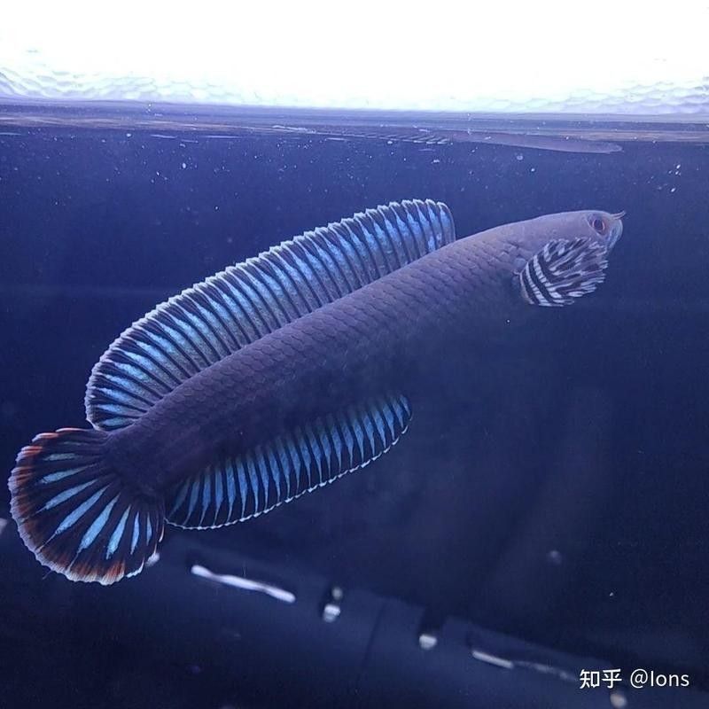 斑馬狗頭和雷龍魚哪個更受歡迎：雷龍魚與斑馬狗頭哪個更適合新手？