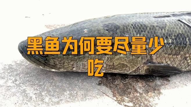 金龍魚(yú)和黑魚(yú)哪個(gè)更兇？：金龍魚(yú)和黑魚(yú)哪個(gè)更具有觀賞性？