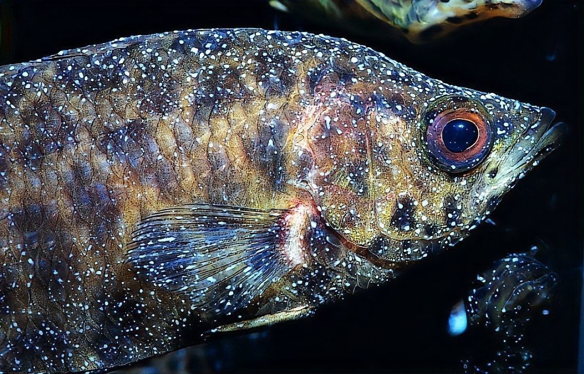龍魚白點(diǎn)病多久會(huì)復(fù)發(fā)：龍魚尾巴上出現(xiàn)白點(diǎn)的原因是什么 龍魚白點(diǎn)病多久會(huì)復(fù)發(fā)：龍魚尾巴上出現(xiàn)白點(diǎn)的原因是什么 龍魚百科 第5張