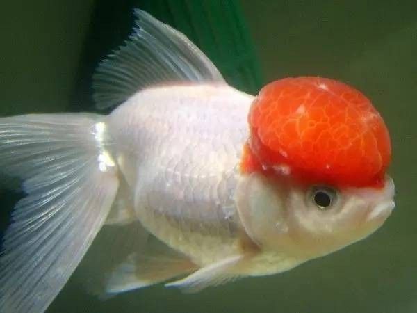 龍魚白點(diǎn)病多久會(huì)復(fù)發(fā)：龍魚尾巴上出現(xiàn)白點(diǎn)的原因是什么 龍魚白點(diǎn)病多久會(huì)復(fù)發(fā)：龍魚尾巴上出現(xiàn)白點(diǎn)的原因是什么 龍魚百科 第6張