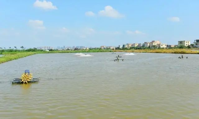 魚是否適應(yīng)了魚缸燈光，可以通過觀察魚的行為和生理反應(yīng)來進(jìn)行，怎樣判斷魚是否適應(yīng)魚缸燈光？