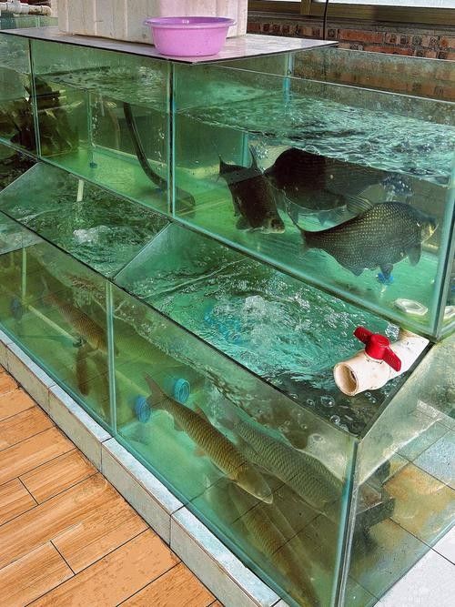中山哪個水族館龍魚好？祥龍魚場龍魚：中山市多家水族館提供龍魚銷售及祥龍魚場相關信息