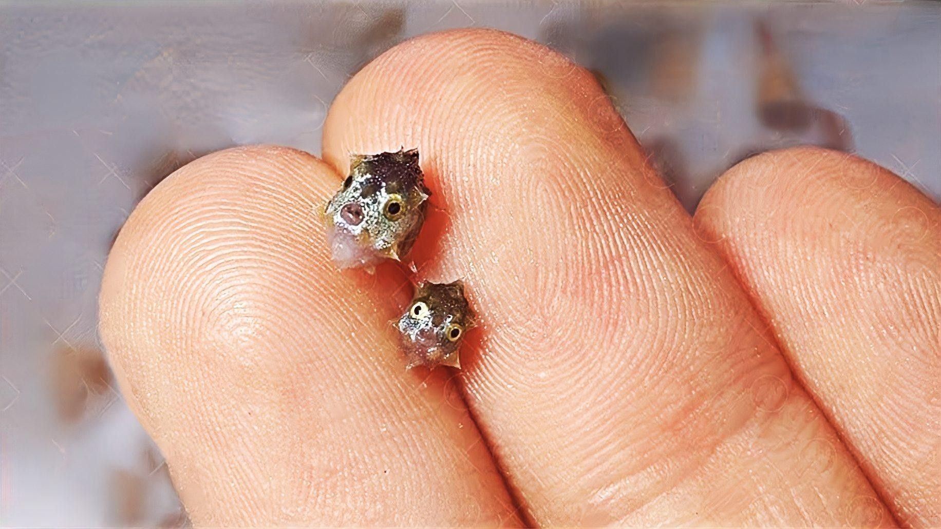 過背藍底金龍魚能長多大？：科普中國-過背藍底金龍魚