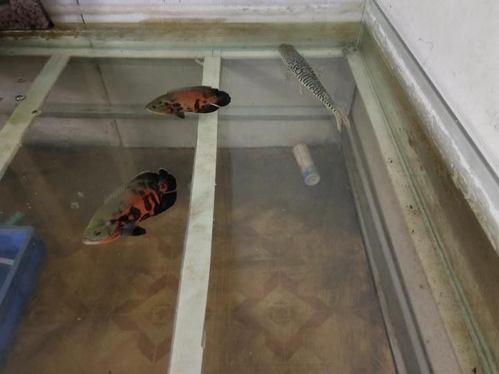 如何判斷龍魚(yú)是否死亡：龍魚(yú)死亡前兆