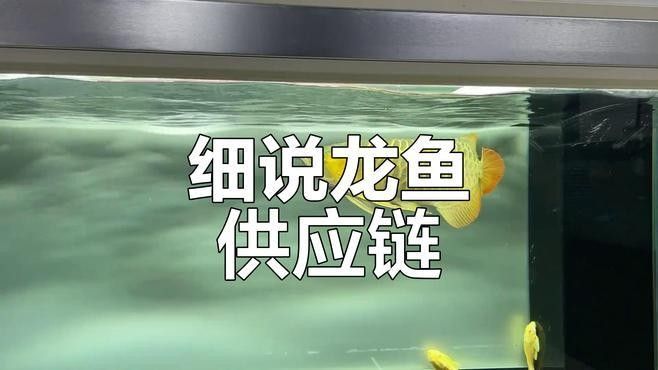 金龍魚在全球供應鏈中扮演什么角色：金龍魚全球供應鏈布局揭秘