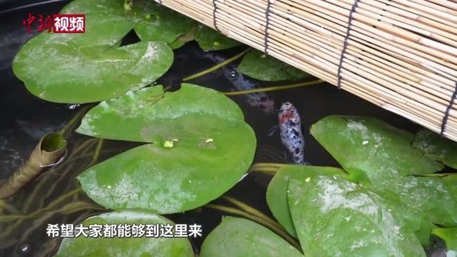 哪里可以找到更多魚缸背景圖片：北京金魚展:北京金魚展:水墨畫卷中的靈動詩篇cglyckq
