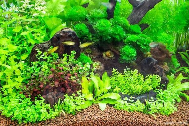 哪里可以找到更多魚缸背景圖片：北京金魚展:北京金魚展:水墨畫卷中的靈動詩篇cglyckq