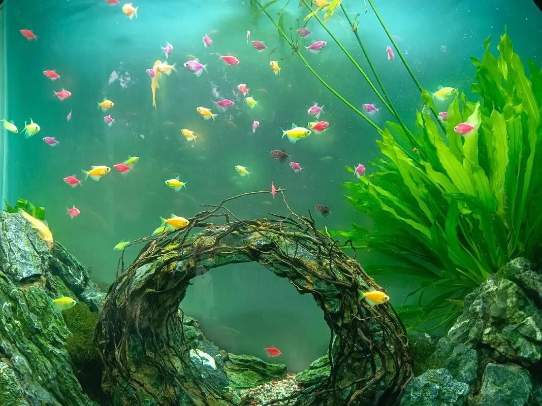 哪里可以找到更多魚缸背景圖片：北京金魚展:北京金魚展:水墨畫卷中的靈動詩篇cglyckq