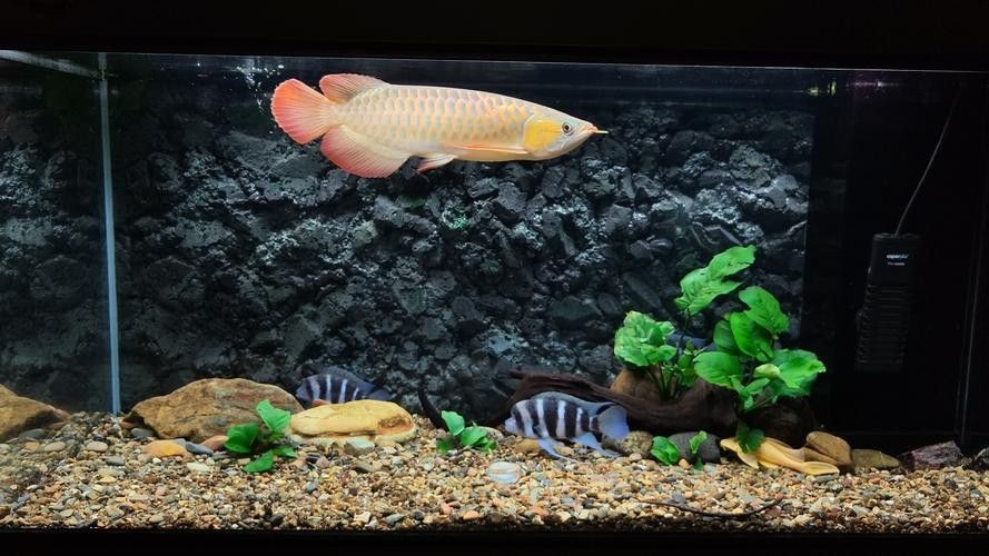 哪里可以找到更多魚缸背景圖片：北京金魚展:北京金魚展:水墨畫卷中的靈動詩篇cglyckq