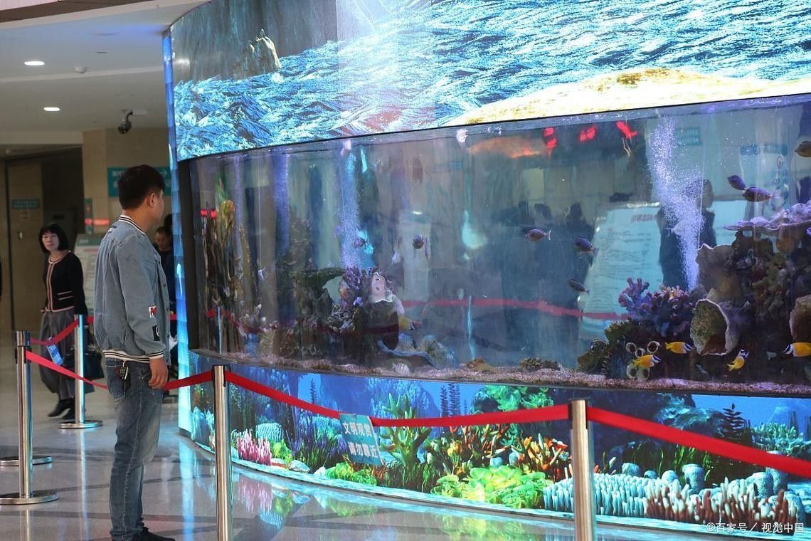 哪里可以找到更多魚缸背景圖片：北京金魚展:北京金魚展:水墨畫卷中的靈動詩篇cglyckq