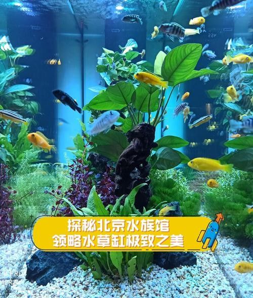 哪里可以找到更多魚缸背景圖片：北京金魚展:北京金魚展:水墨畫卷中的靈動詩篇cglyckq