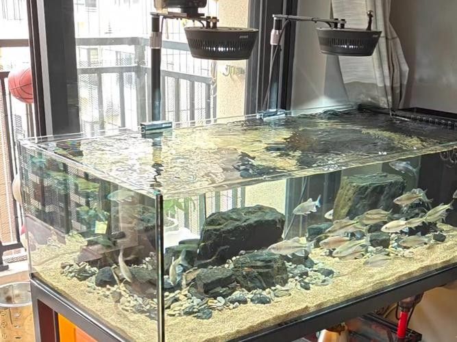 哪里可以找到更多魚缸背景圖片：北京金魚展:北京金魚展:水墨畫卷中的靈動詩篇cglyckq