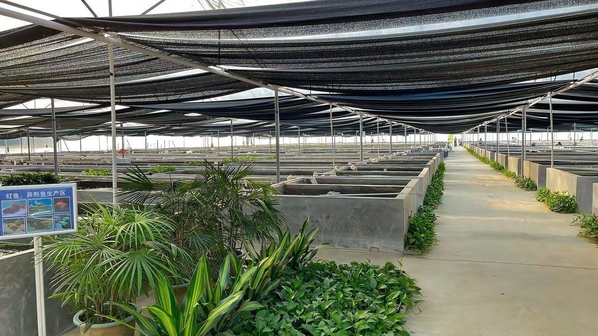 馬鞍山還有哪些觀賞魚批發商：馬鞍山花鳥市場在哪里進貨