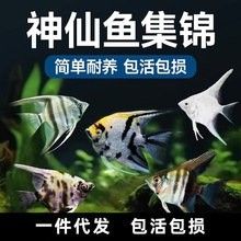 陵水龍魚的最佳水溫是多少？，陵水龍魚在水溫26℃~28℃時的狀態