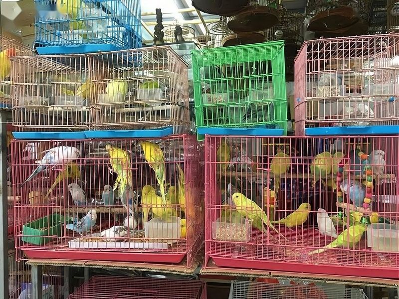 馬鞍山還有哪些觀賞魚批發商：馬鞍山花鳥市場在哪里進貨