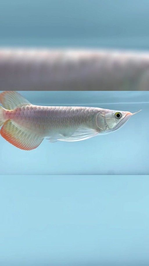 龍魚世家有哪些品牌器材：龍魚世家哪個品牌的過濾系統(tǒng)最好