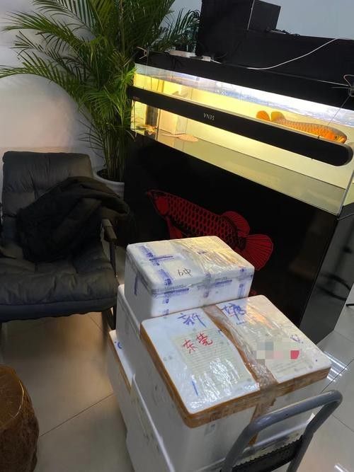 龍魚世家有哪些品牌器材：龍魚世家哪個品牌的過濾系統(tǒng)最好