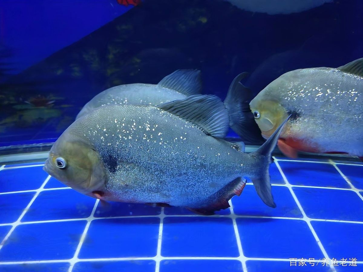 龍魚白膜病會傳染其他魚嗎：魚缸里的觀賞魚患病哪些病一定會傳染