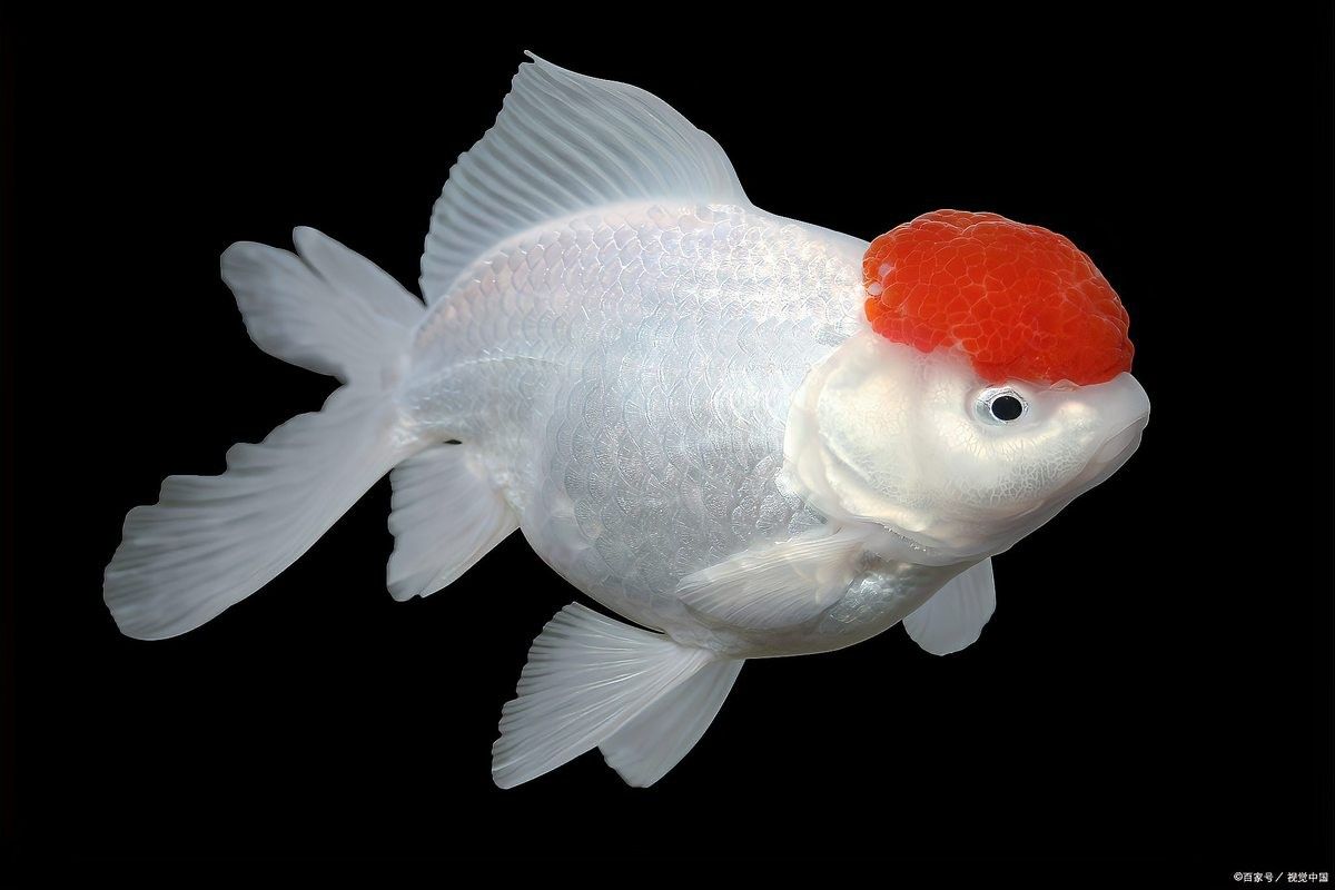 如何判斷親魚是否含卵：判斷親魚是否含卵（即雌魚性腺成熟度）需綜合觀察