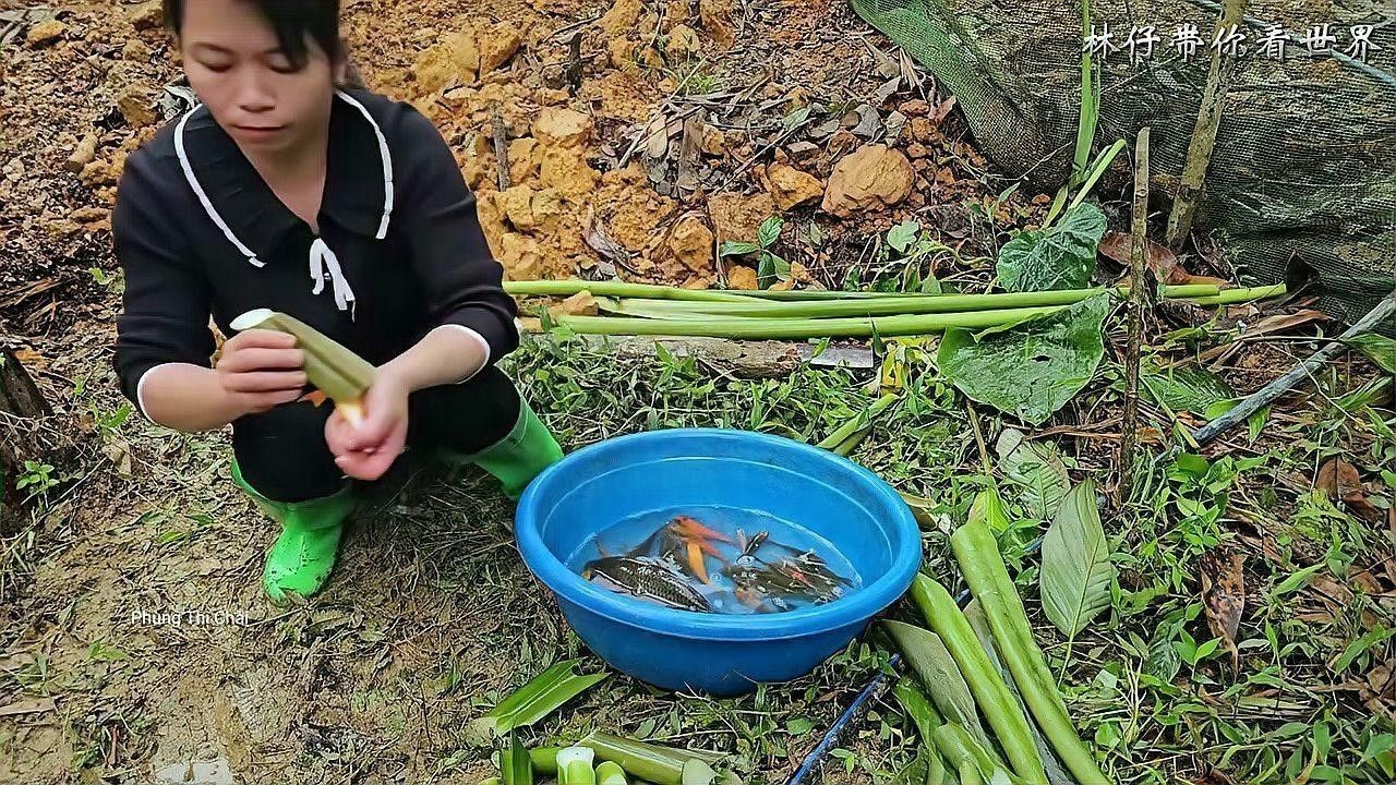 如何判斷親魚是否含卵：判斷親魚是否含卵（即雌魚性腺成熟度）需綜合觀察