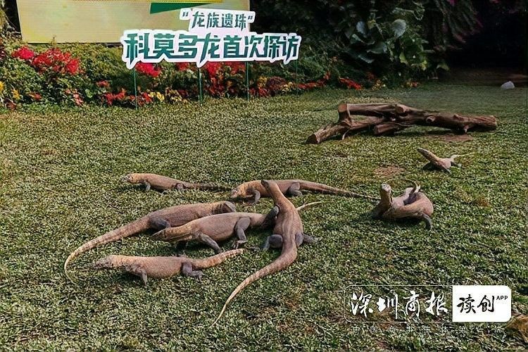 龍族繁育機制哪個最有趣？：龍族的繁育機制在不同文化和虛構作品中呈現出多樣化的特點