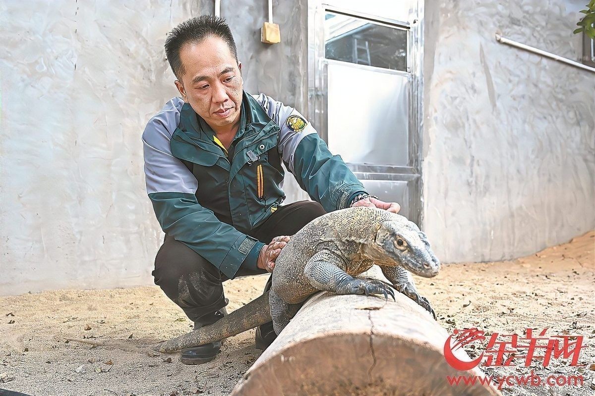 龍族繁育機制哪個最有趣？：龍族的繁育機制在不同文化和虛構作品中呈現出多樣化的特點