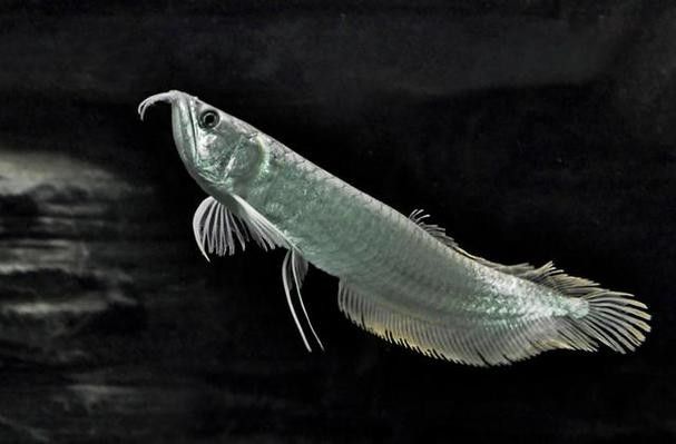 黑色龍魚(yú)好養(yǎng)嗎：廣州勝哥，飼養(yǎng)龍魚(yú)需要注意哪些事項(xiàng) 黑色龍魚(yú)好養(yǎng)嗎：廣州勝哥，飼養(yǎng)龍魚(yú)需要注意哪些事項(xiàng) 龍魚(yú)百科 第2張