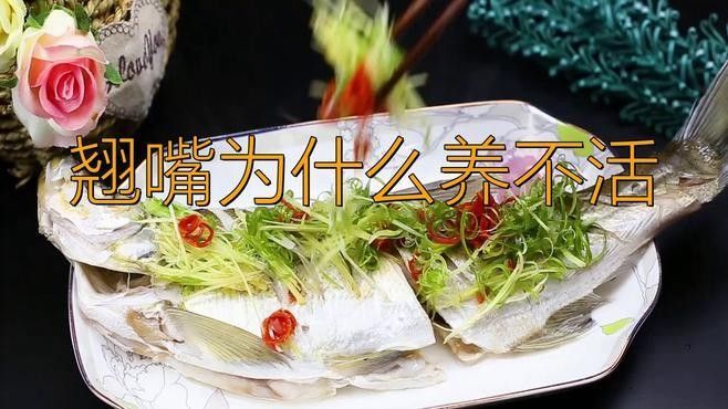 翹嘴龍魚的價格是多少：翹嘴魚價格有何差異呼倫貝爾大草原的貓咪們養(yǎng)殖要點