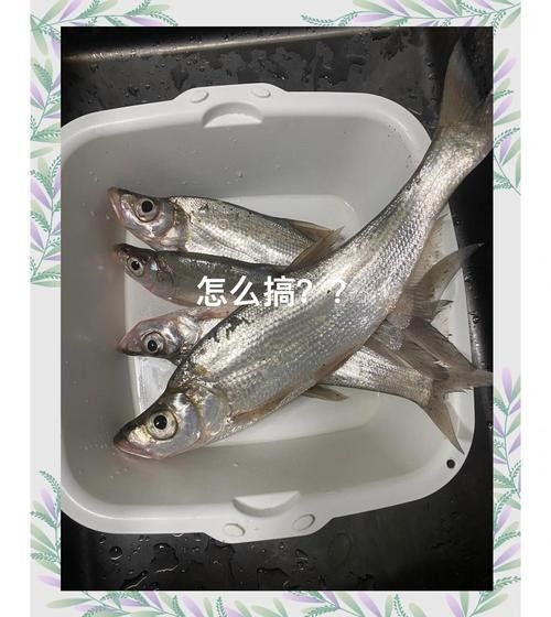 翹嘴龍魚的價格是多少：翹嘴魚價格有何差異呼倫貝爾大草原的貓咪們養(yǎng)殖要點