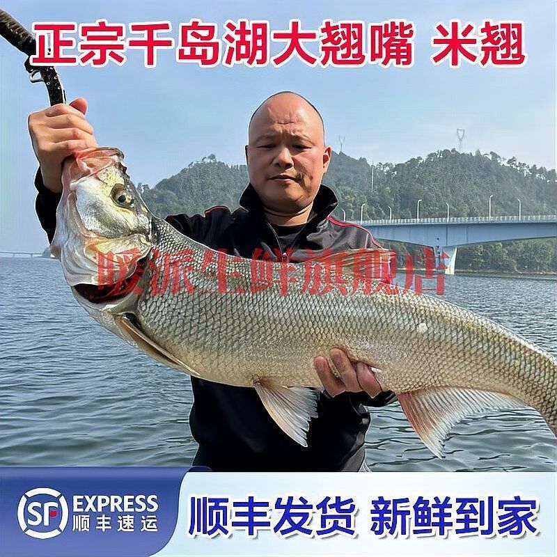 翹嘴龍魚的價格是多少：翹嘴魚價格有何差異呼倫貝爾大草原的貓咪們養(yǎng)殖要點