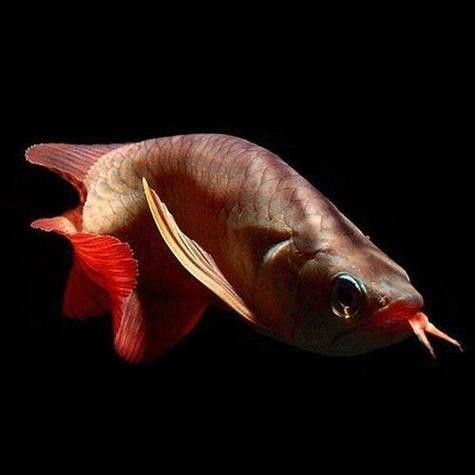 鮰魚和江龍魚哪個好，江龍魚和江團魚哪個好