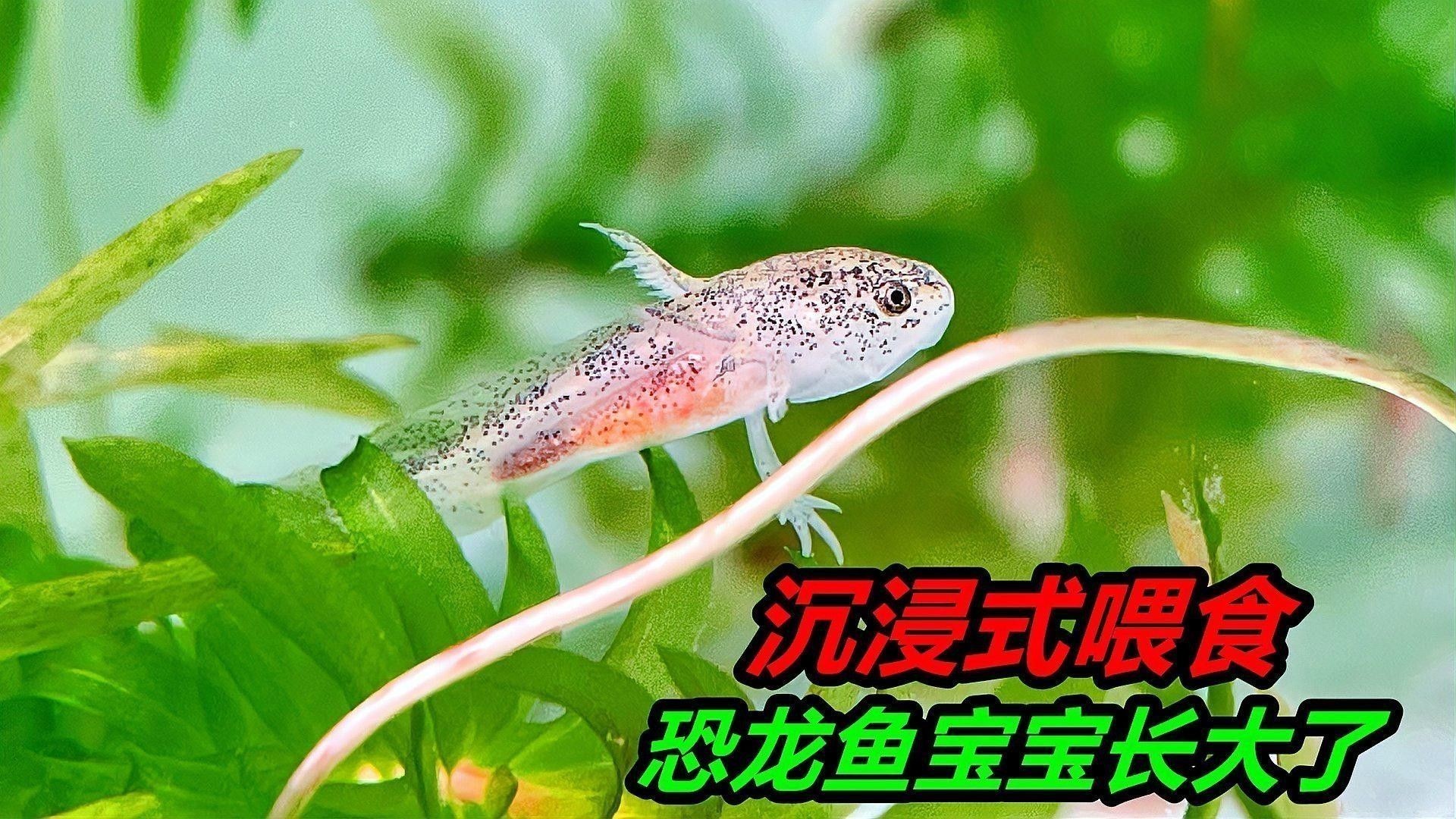 六角恐龍魚(yú)如何繁殖：六角恐龍魚(yú)的繁殖需要特定的環(huán)境條件和精細(xì)管理