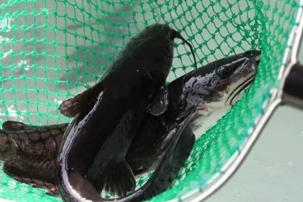 如何區分黔魚和鯰魚？：黔魚和鯰魚有什么區別