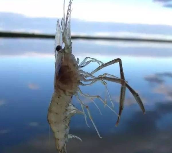 古龍魚莊有哪些特色活動：古龍魚莊的河鮮如何烹飪古龍魚莊的農家菜有哪些推薦