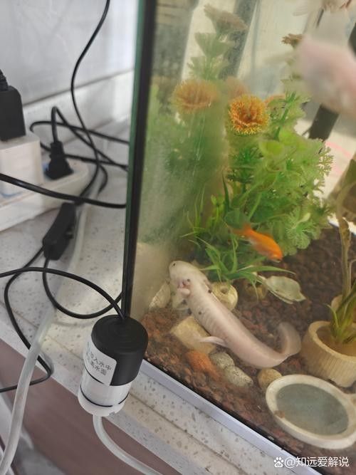 給我推薦一些適合恐龍魚的自動投喂器：恐龍魚（六角恐龍魚）的自動投喂器推薦及相關信息