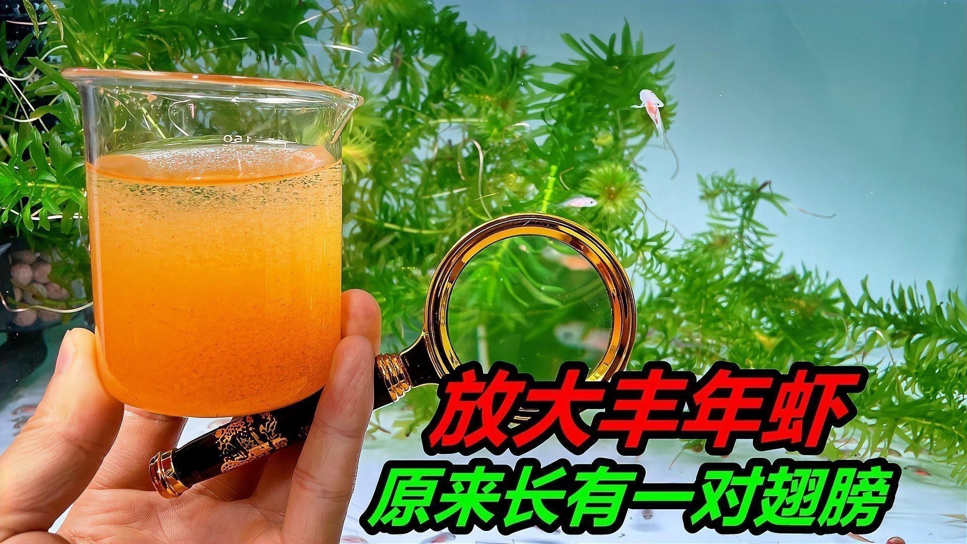 巨骨舌魚如何人工繁殖？，巨骨舌魚人工繁殖全流程操作清單 巨骨舌魚如何人工繁殖？，巨骨舌魚人工繁殖全流程操作清單 龍魚百科 第1張