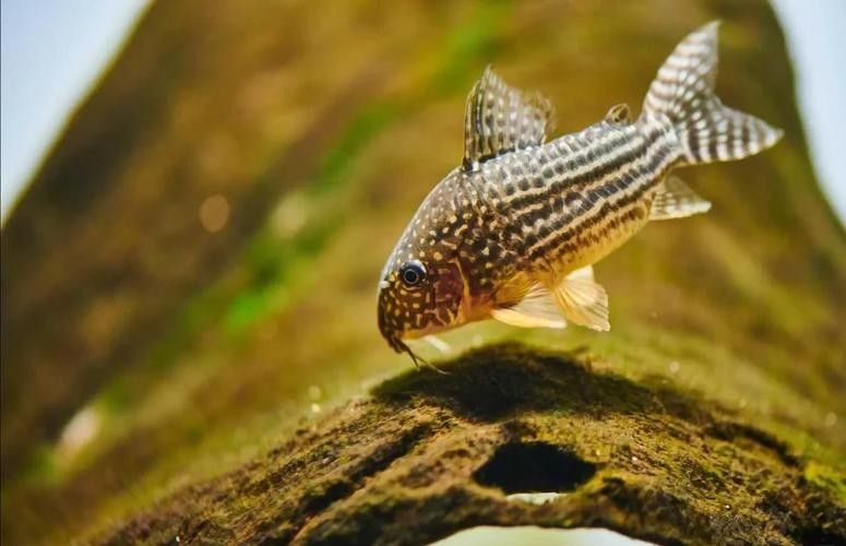 鼠魚有哪些品種推薦？：初次飼養鼠魚的新手