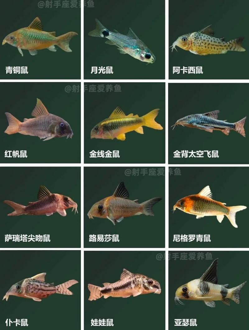 鼠魚有哪些品種推薦？：初次飼養鼠魚的新手